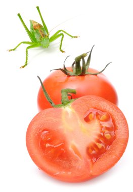 Tomatoes and Grasshopper clipart