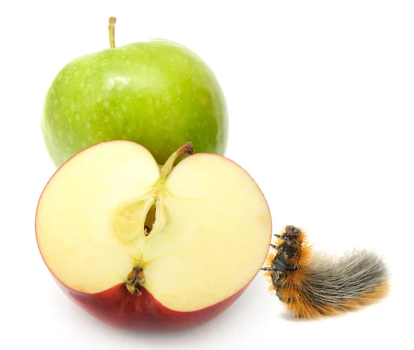 Äpplen och larv — Stockfoto