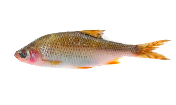 Peixes de barata doentes (Rutilus Rutilus ) — Fotografia de Stock