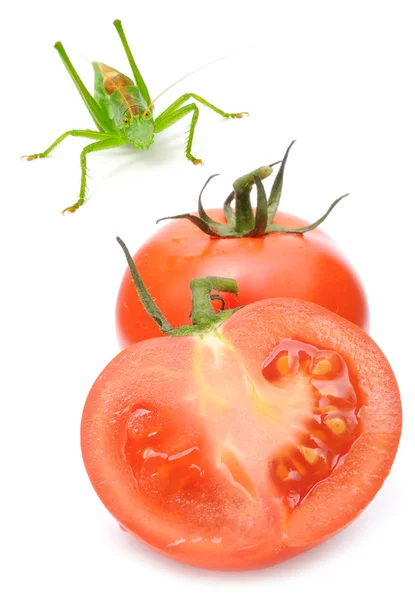 stock image Tomatoes and Grasshopper