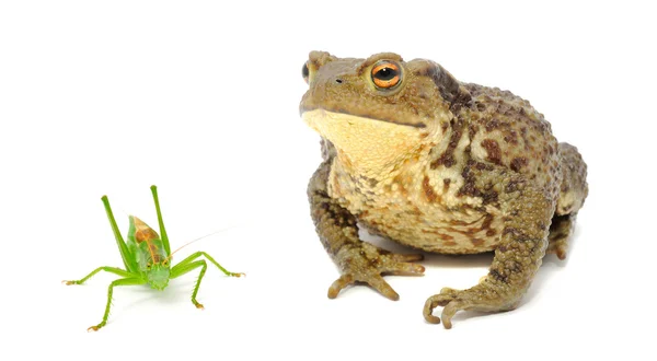 青蛙和蚱蜢 — 图库照片