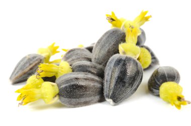 Sunflower Seeds with Corollas clipart