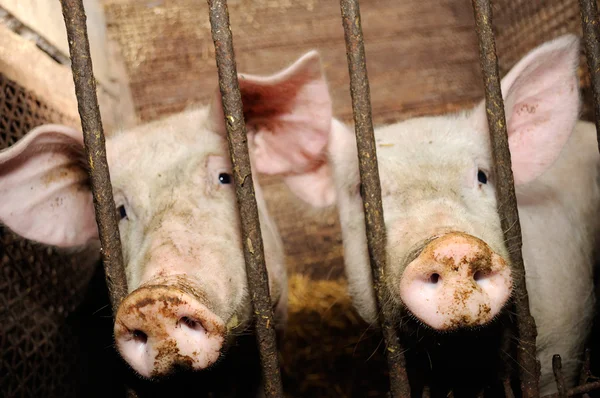 Cerdos tras rejas en el granero — Foto de Stock