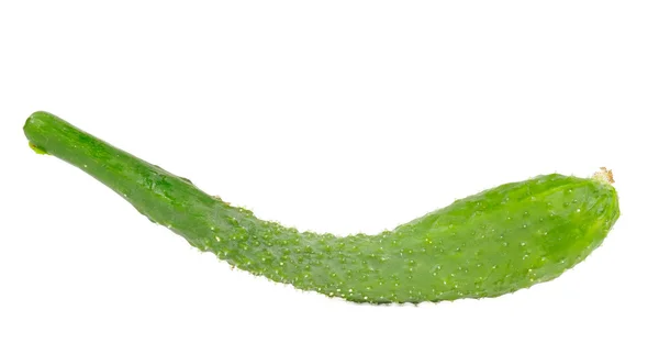 Chinese Cucumber — Stock Photo, Image