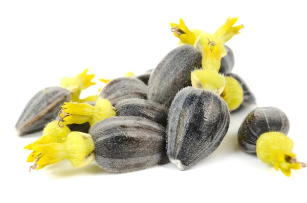 Sunflower Seeds with Corollas — Stock Photo, Image