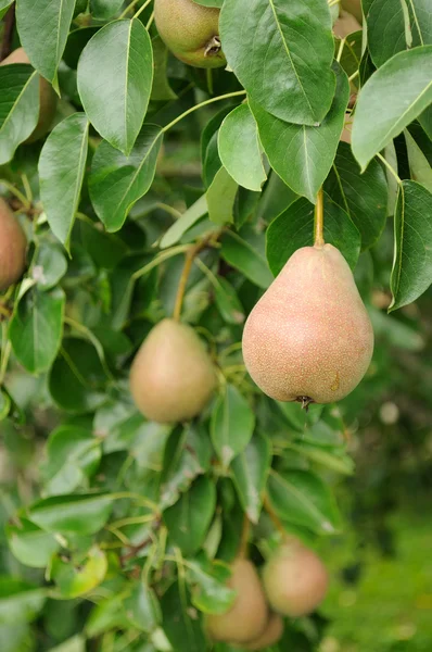 Päron på trädgren — Stockfoto