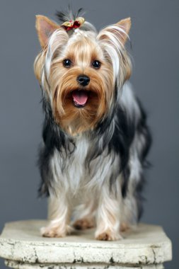 Yorkshire terrier gri izole