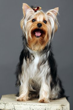 Yorkshire terrier gri izole