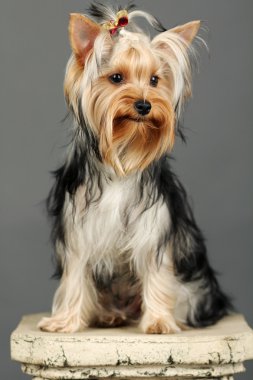 Yorkshire terrier gri izole