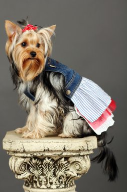 Yorkshire terrier gri izole