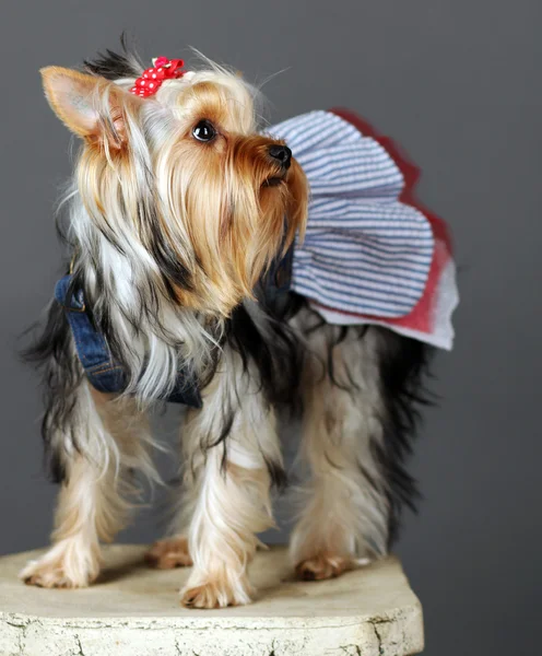 stock image Yorkshire Terrier isolated on grey