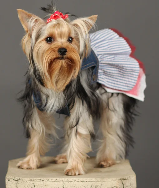 stock image Yorkshire Terrier isolated on grey