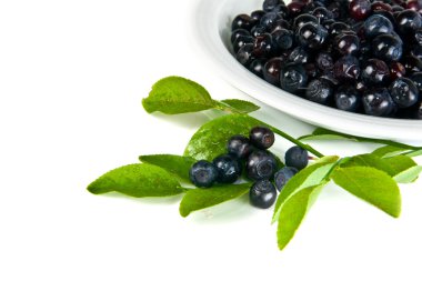 Bilberry clipart