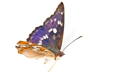 Swallowtail clipart