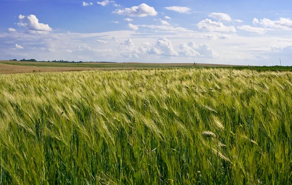 Tarwe maïsveld — Stockfoto