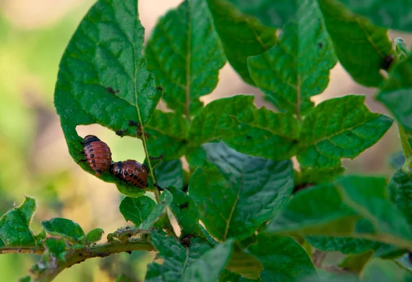 Young Colorado beetles — Stock Photo, Image