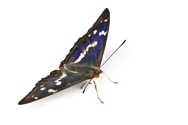 아름 다운 나비 — 스톡 사진