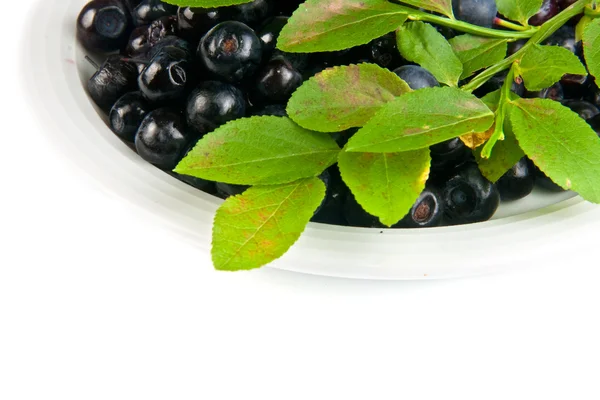Bilberries on white dish — Stock Photo, Image