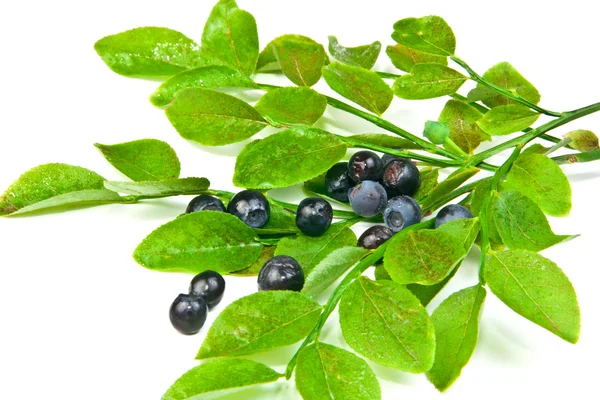 stock image Bilberry bush