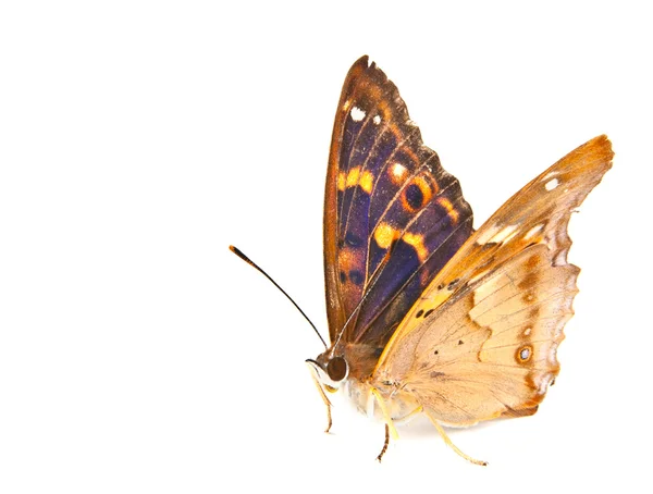 Πεταλούδες swallowtail — Φωτογραφία Αρχείου