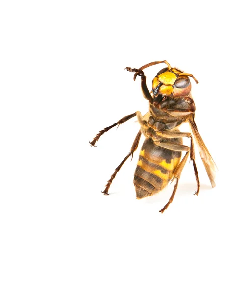 ダンスの大きな危険なスズメバチ — ストック写真