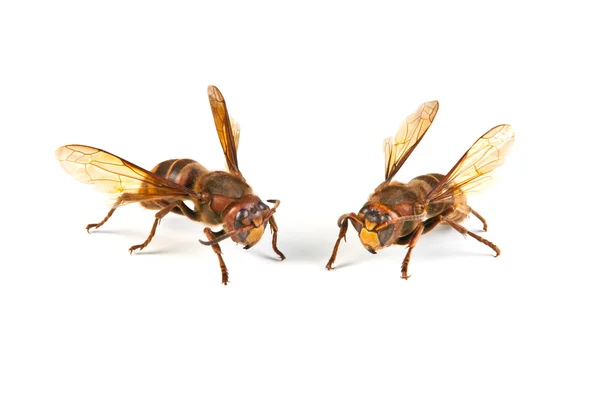 危険なスズメバチ — ストック写真