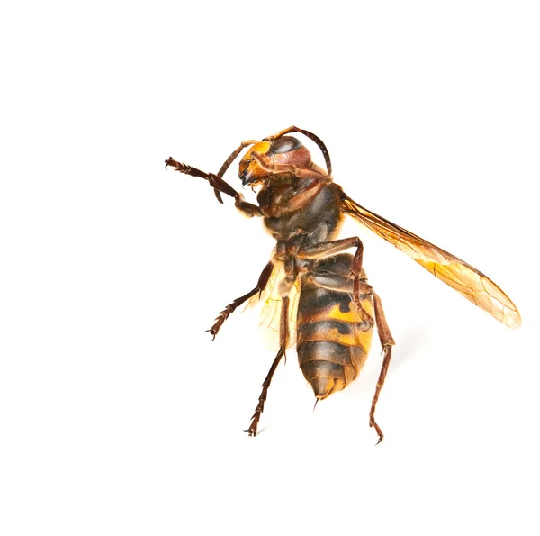 一个舞蹈大危险大黄蜂 — 图库照片