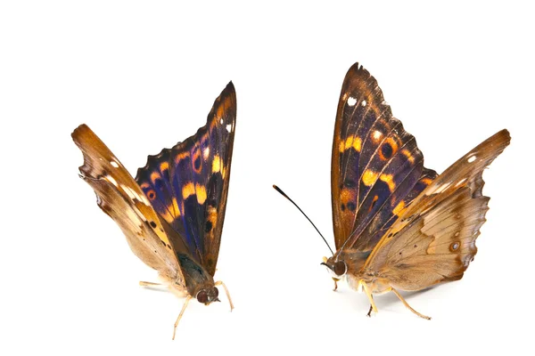 Dos hermosas mariposas — Foto de Stock