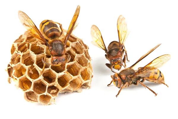 Calabrone e vespa — Foto Stock