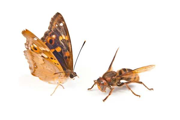 Schmetterlingsschluckschwanz — Stockfoto