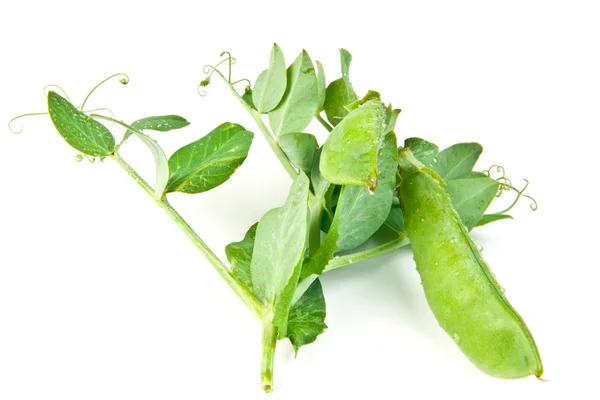 Jovem corte de ervilha verde — Fotografia de Stock