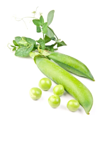 Jovem corte de ervilha verde em um fundo branco — Fotografia de Stock