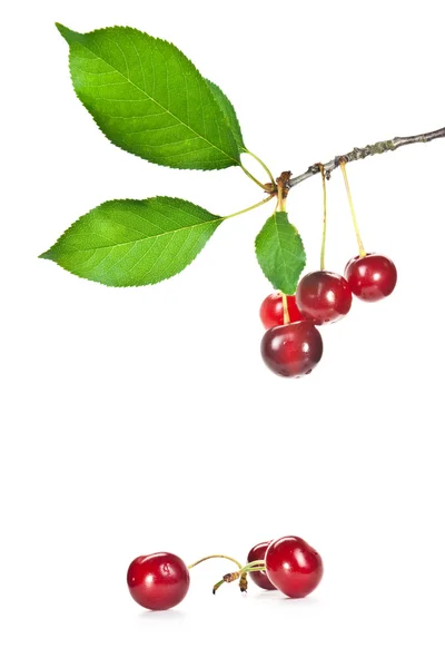 Cherrys — ストック写真