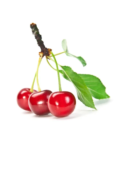 Sulu cherrys — Stok fotoğraf