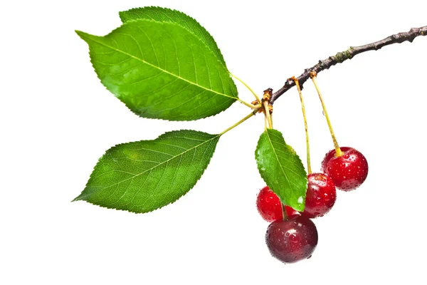 Γλυκιά, ζουμερή cherrys — Φωτογραφία Αρχείου