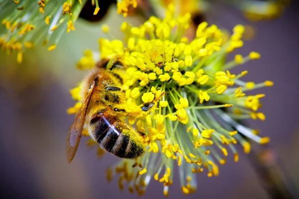 Close-up de Pussy Willow com abelha — Fotografia de Stock