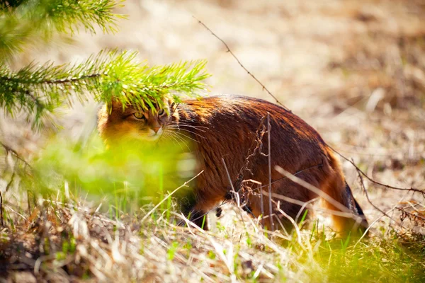 소말리아 고양이 야외 — 스톡 사진