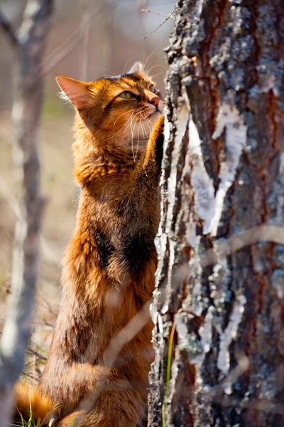 Somalí gato al aire libre — Foto de Stock