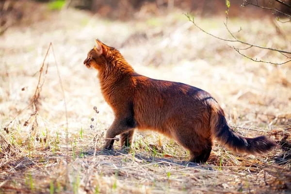Somalí gato al aire libre — Foto de Stock