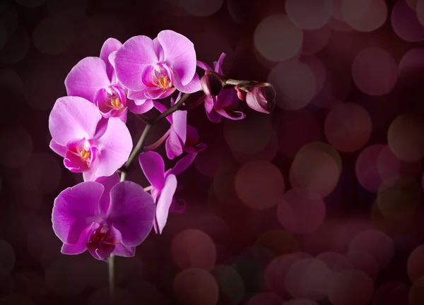 Květy orchidejí na rozmazané tmavé pozadí — Stock fotografie