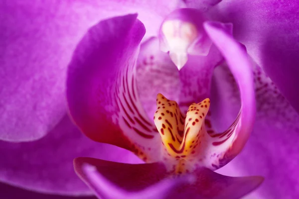 Primer plano de orquídea —  Fotos de Stock