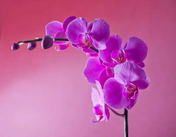 Orchid flowers on pink background — Stock Photo, Image