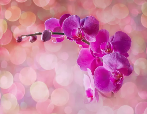 Flores de orquídea sobre fondo rosa borroso — Foto de Stock