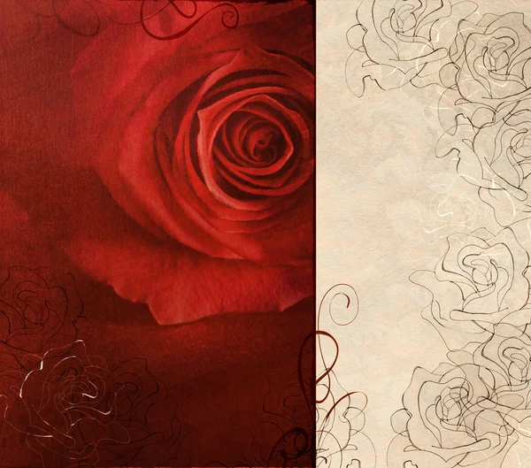 赤いバラのカード — ストック写真