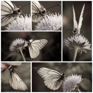 Close-up of White butterfly collection in monochrome clipart