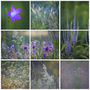 June collage with red violet flowers and grass clipart