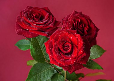 Red roses bouquet in water drops clipart