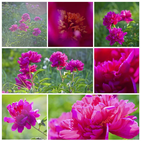 stock image Peony flowers