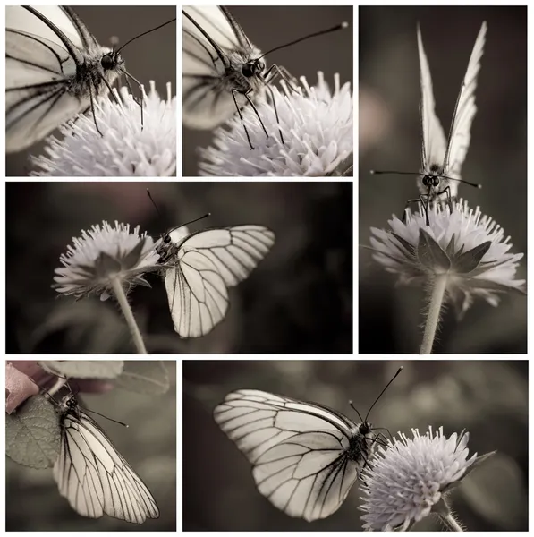 Närbild av vit fjäril insamling i svartvitt — Stockfoto