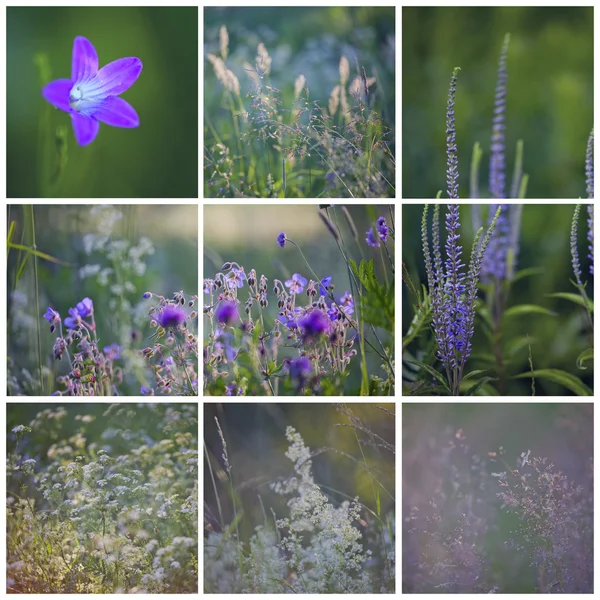 Juni kollage med röda violetta blommor och gräs — Stockfoto
